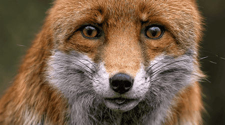 Symbolbild Fuchs / pixabay ambquinn