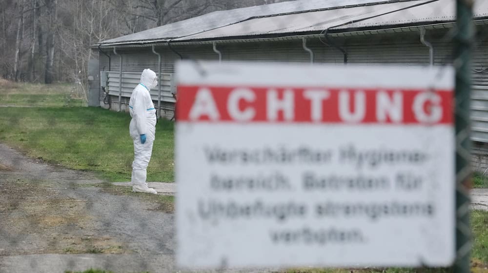 Following the outbreak of avian influenza in the district of Görlitz, the neighboring district of Bautzen also orders the compulsory keeping of poultry in some areas. (Symbolic image) / Photo: Sebastian Willnow/dpa