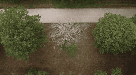 Der Große Garten aus Drohnensicht. Foto: Schlösserland Sachsen 