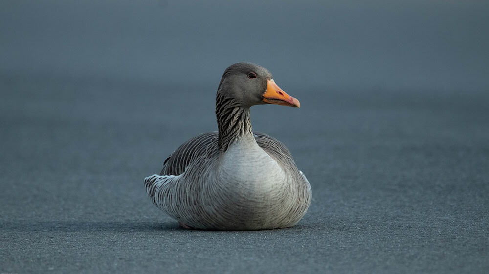 Symbolbild Wildgänse / pixabay wzdigiphoto