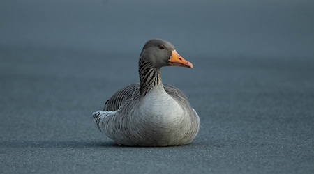 Symbolbild Wildgänse / pixabay wzdigiphoto