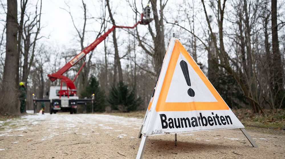 Las medidas de mantenimiento de árboles en el Gran Jardín de Dresde deberían hacer superfluos muchos cierres a partir de marzo de 2026. / Foto: Sebastian Kahnert/dpa