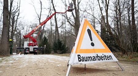 Baumpflegemaßnahmen im Großen Garten Dresden sollen ab März 2026 viele Sperrungen überflüssig machen. / Foto: Sebastian Kahnert/dpa