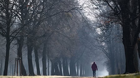 Einige Skulpturen aus dem Bestand des Großen Gartens können aufgrund ihres Alters oder ihres Zustandes nicht mehr im Freien aufgestellt werden. (Archivbild) / Foto: Robert Michael/dpa