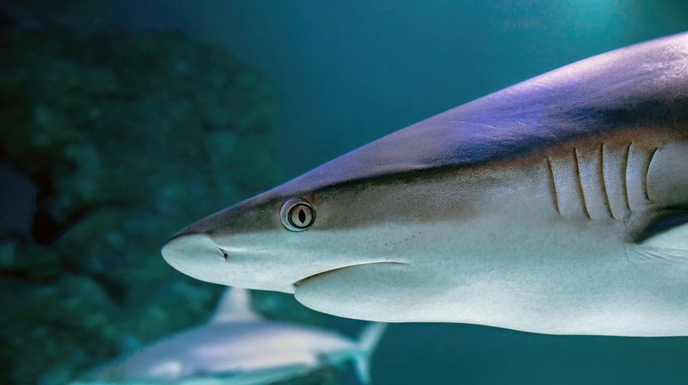 Researchers have now discovered that cell division in shark embryos occurs in a different way. © pixabay/David Clode