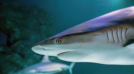 Researchers have now discovered that cell division in shark embryos occurs in a different way. © pixabay/David Clode