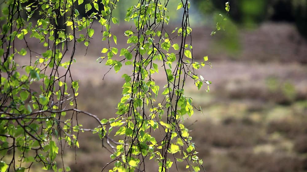 Symbolbild Heide / pixabay hobbyknipse