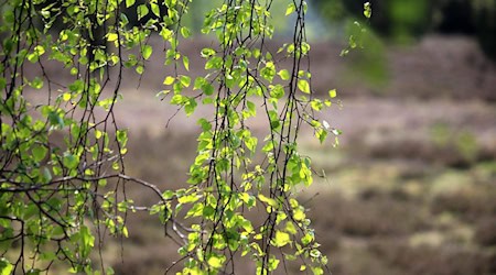 Symbolbild Heide / pixabay hobbyknipse