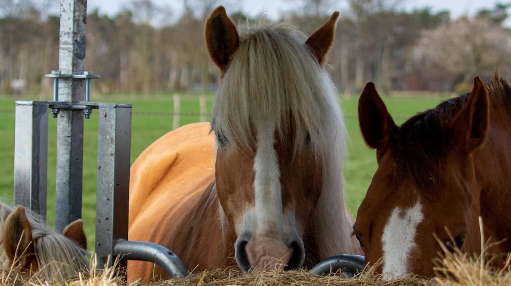 Regelmäßig verfügbares Raufutter in der Gruppe unterstützt Verdauung, Wohlbefinden und ein entspanntes Miteinander im Stall. / Foto: josibo auf pixabay.com