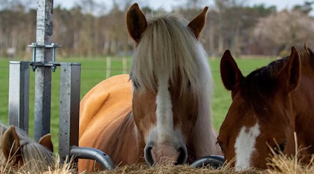 Pferde fressen gemeinsam Heu aus einer überdachten Futterraufe auf der Weide.