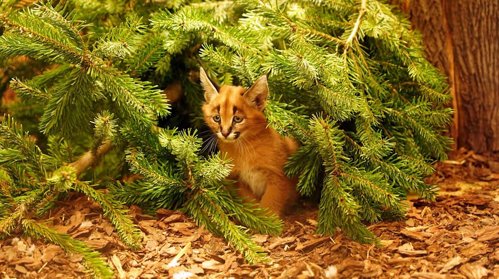 The caracal cub Karlos was born in November. (Handout) / Photo: -/ Zoo Dresden/dpa