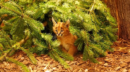 Das Karakal-Jungtier Karlos kam im November zur Welt. (Handout) / Foto: -/ Zoo Dresden/dpa