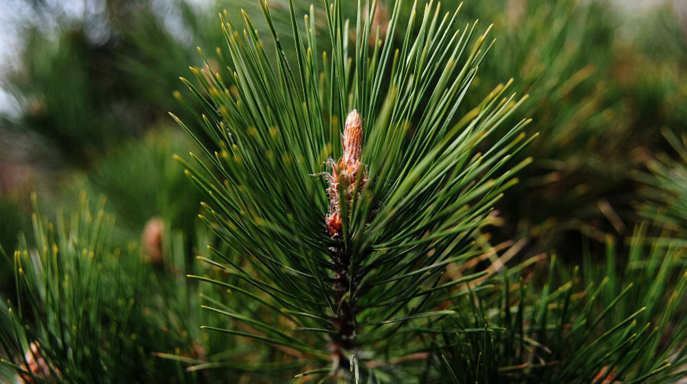 Sustainable clothing is made from pine needles at WHZ Zwickau. The researchers extract fibers from the material, which was previously considered forest waste. © pixabay/yais gao