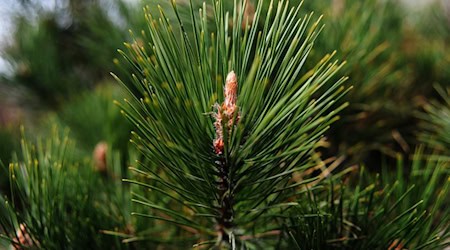 Rohstoff der Zukunft: Kiefernnadeln aus sächsischen Wäldern dienen im Projekt „ConFiTex" als Basis für kompostierbare Textilien. 