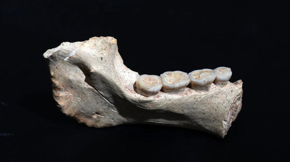  773,000-year-old mandible from the Thomas Quarry in Morocco.  Hamza Mehimdate, Program Préhistoire de Casablanca