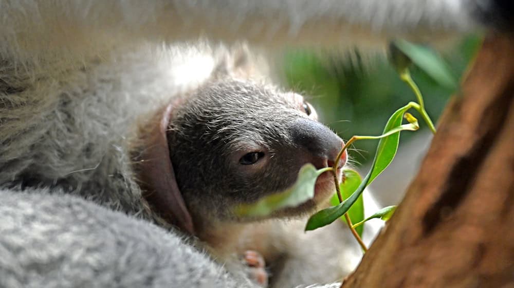 The young animal in the pouch of female koala Erlinga at Leipzig Zoo / Photo: Jennifer Brückner/dpa