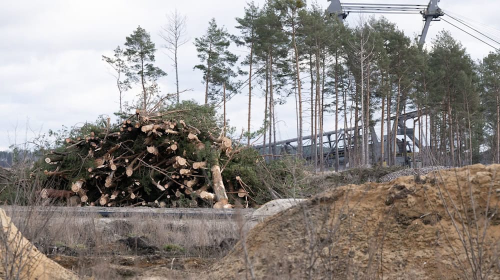 Cleared trees lie in front of a pre-cut excavator in the Nochten opencast mine.  / Photo: Sebastian Kahnert/dpa