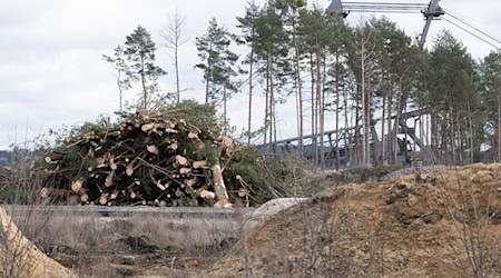 Gerodete Bäume liegen vor einem Vorschnittbagger im Tagebau Nochten.  / Foto: Sebastian Kahnert/dpa