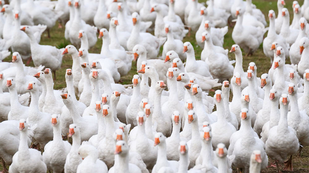 The Eskildsen goose farm was also affected by the current bird flu outbreak (archive photo). / Photo: Robert Michael/dpa