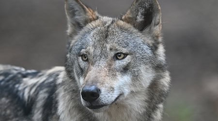 In Sachsen liefern derzeit vier Wölfe mit Sendern Daten für die Wissenschaft. (Archivbild) / Foto: Arne Dedert/dpa