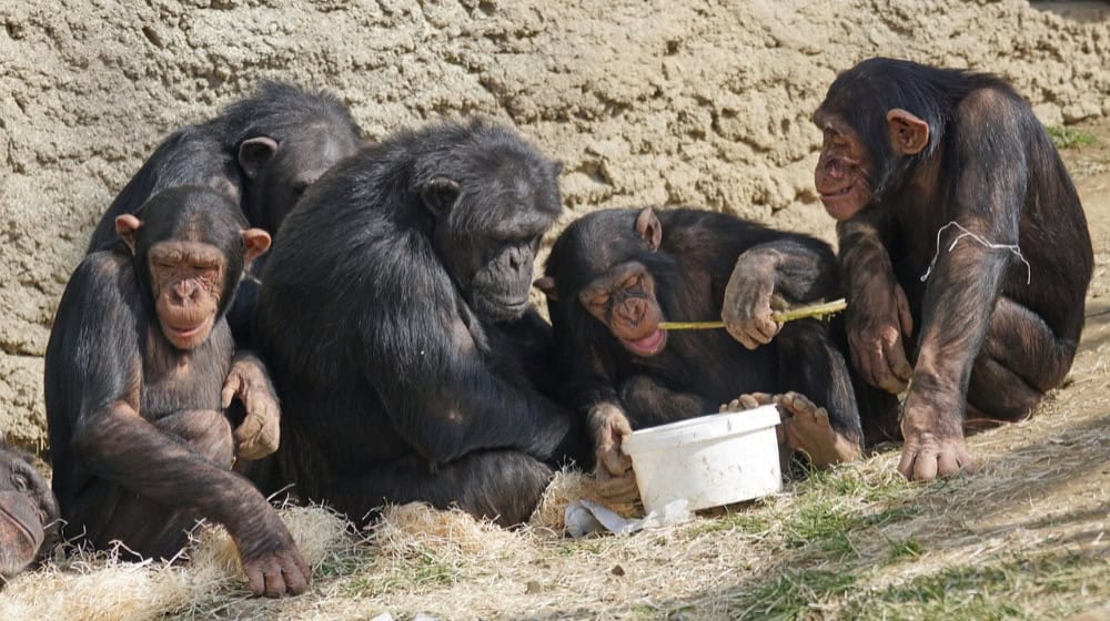 Researchers in Leipzig have shown that chimpanzees can act sustainably if they live in larger groups and treat each other with tolerance. © pixabay/Marcel Langthim