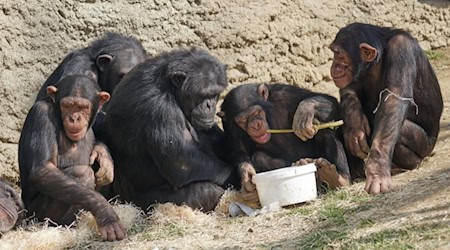 Social tolerance makes all the difference: chimpanzee groups that interact peacefully with each other share resources more sustainably - a study from Leipzig shows.