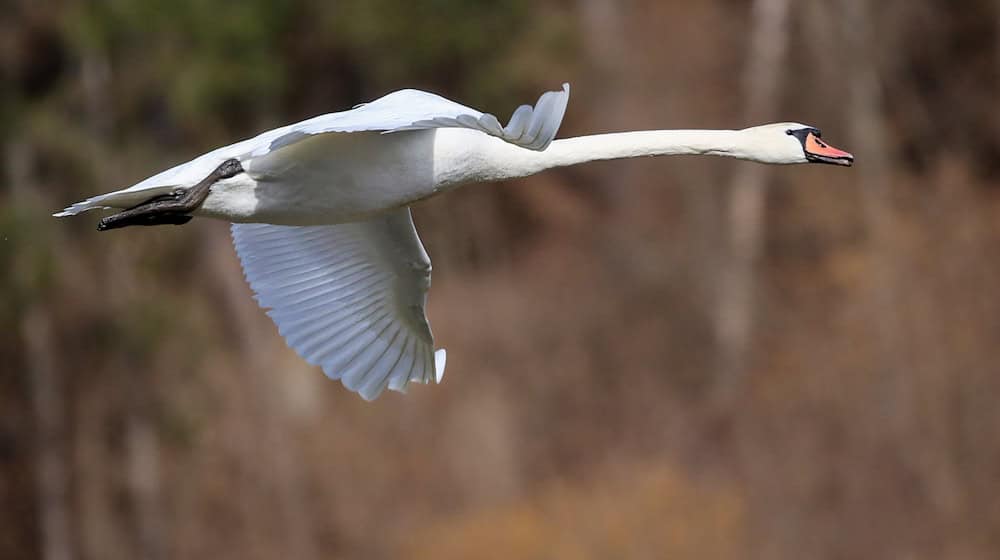 A swan has caused an hours-long police operation near Niesky. (Symbolic image) / Photo: Thomas Warnack/dpa