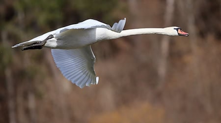 Ein Schwan hat bei Niesky für einen stundenlangen Polizeieinsatz gesorgt. (Symbolbild) / Foto: Thomas Warnack/dpa