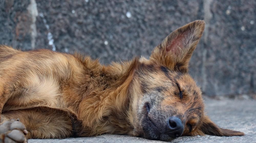 Symbolbild Tierschutz / pixabay ankita_gkd