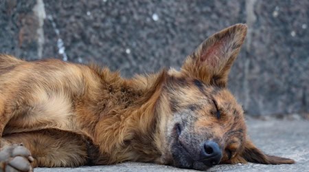 Symbolbild Tierschutz / pixabay ankita_gkd