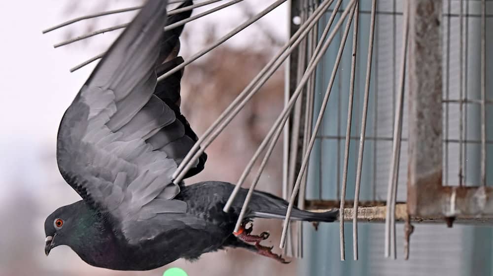 According to a study from 2022 to 2024, between 12,000 and 24,000 breeding pairs live in Saxony alone / Photo: Jennifer Brückner/dpa