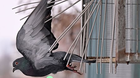 According to a study from 2022 to 2024, between 12,000 and 24,000 breeding pairs live in Saxony alone / Photo: Jennifer Brückner/dpa