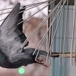 Nach einer Studie von 2022 bis 2024 leben zwischen 12.000 und 24.000 Brutpaare allein in Sachsen.  / Foto: Jennifer Brückner/dpa