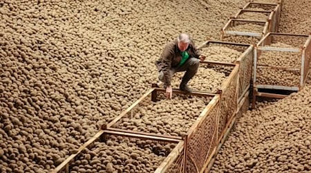 Die ersten Kartoffeln sind bei den Tafeln angekommen. (Archivbild) / Foto: Jan Woitas/dpa