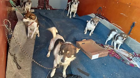 Die Bundespolizei stoppt einen Transporter mit zahlreichen Hunden, der von Polen auf dem Weg nach Deutschland war. (Handout) / Foto: Bundespolizei/dpa