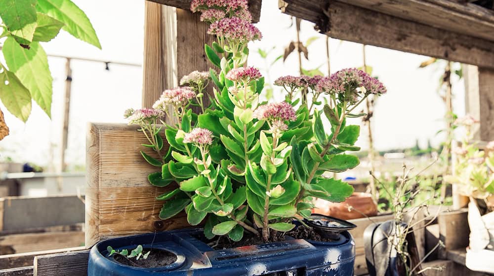 Symbolbild Kleingarten / pixabay markusspiske