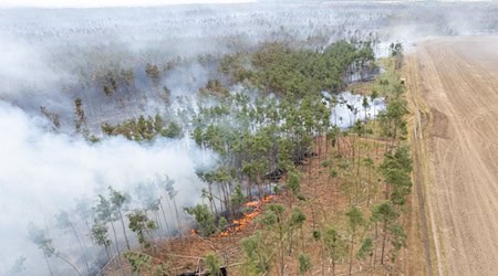 Wälder stehen unter anderem wegen Bränden und Borkenkäfer unter Druck. (Archivbild) / Foto: Sebastian Kahnert/dpa