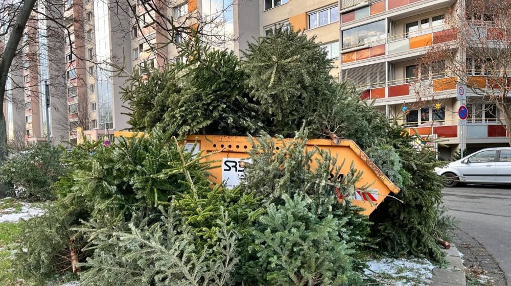 Gut angenommen: die Weihnachtsbaum-Sammelstelle an der Sarrasanistraße. Foto: CdH