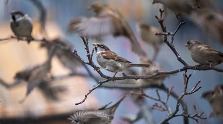 House sparrows were counted most frequently in Saxony. (Symbolic image) / Photo: Monika Skolimowska/dpa