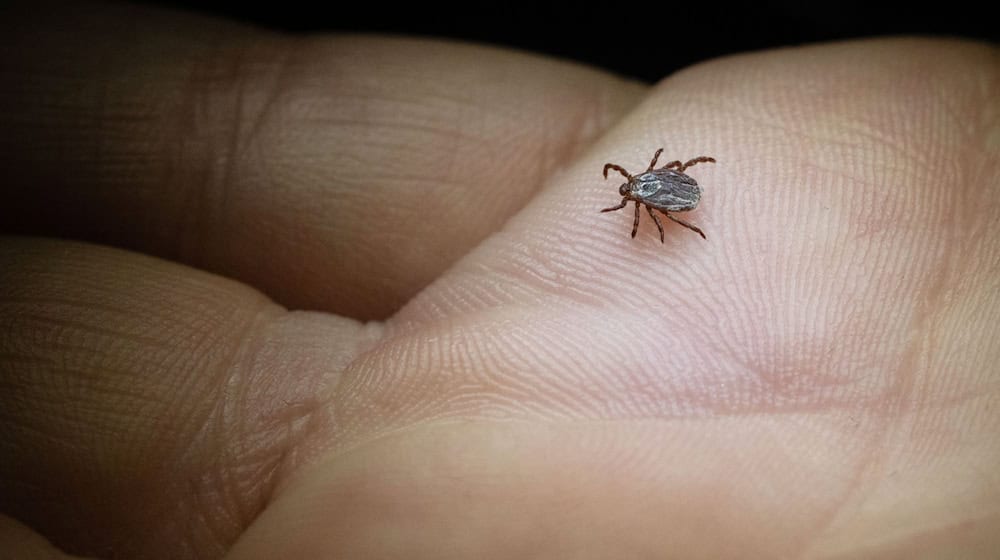 More and more cases of Lyme disease are being registered in Saxony. (Archive image) / Photo: Marijan Murat/dpa/dpa-tmn