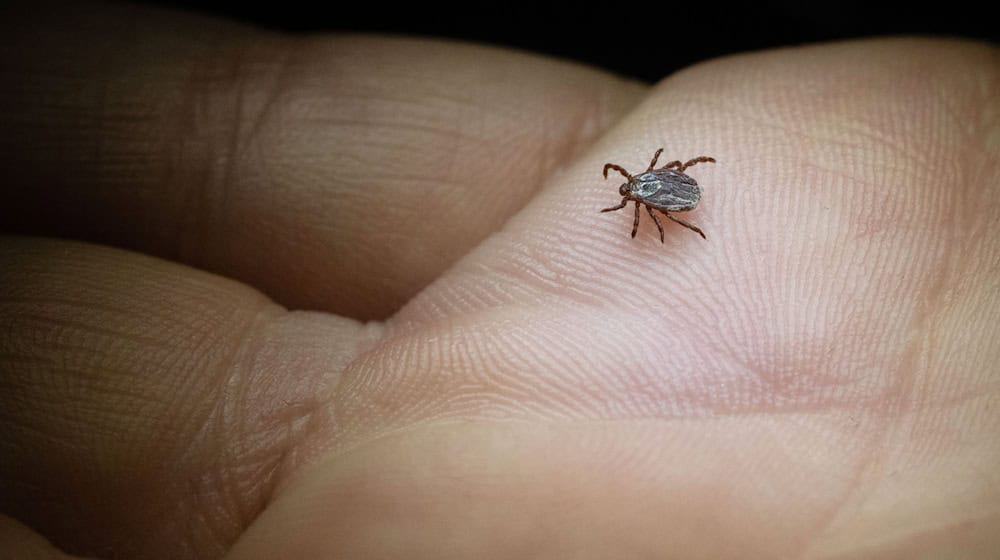 Cada vez se registran más casos de la enfermedad de Lyme en Sajonia. (Imagen de archivo) / Foto: Marijan Murat/dpa/dpa-tmn