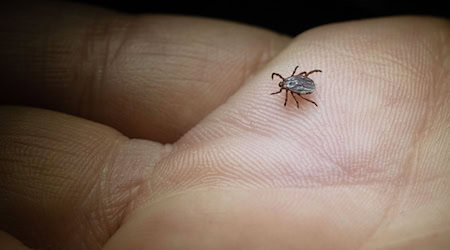 In Sachsen werden immer mehr Borreliose-Fälle registriert. (Archivbild) / Foto: Marijan Murat/dpa/dpa-tmn