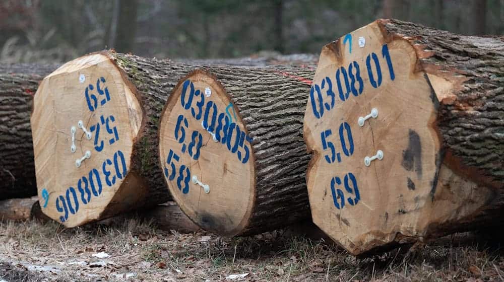 The wood comes from various companies in Saxony / Photo: Sebastian Kahnert/dpa