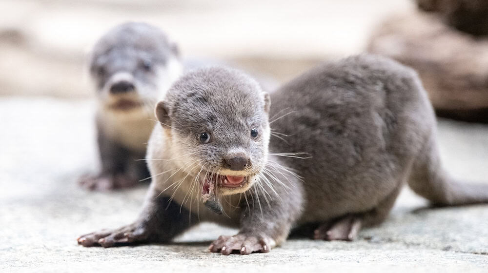 Smooth otter pups sit in their enclosure during feeding at Dresden Zoo. (Archive photo) / Photo: Sebastian Kahnert/dpa