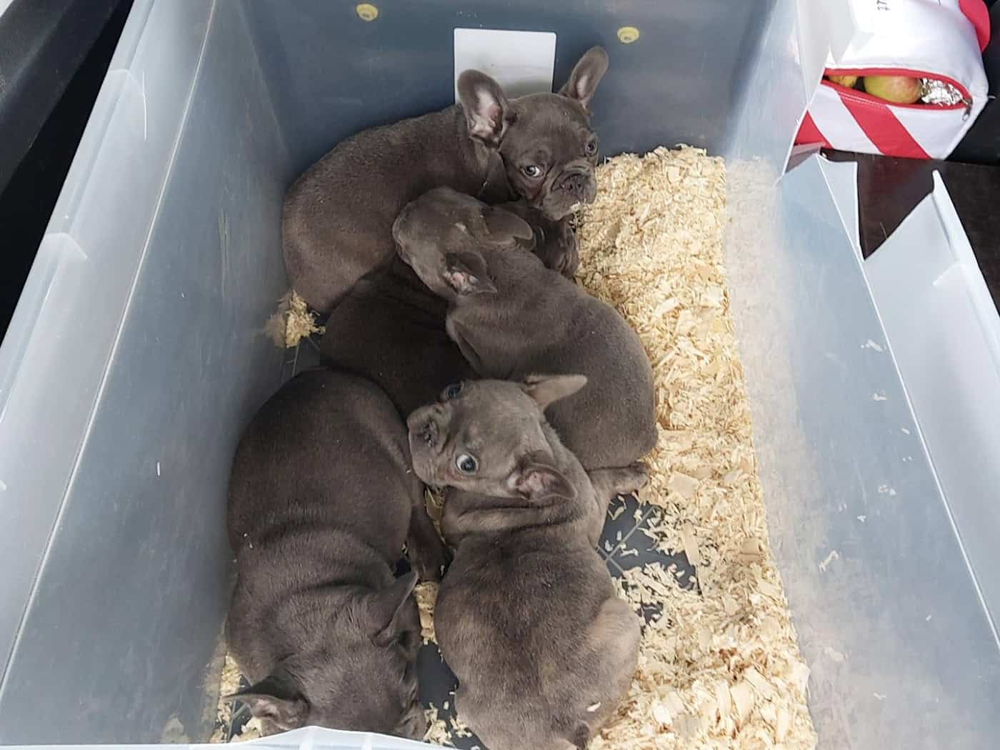 Vier der 13 sichergestellten Welpen. So fand sie die Bundespolizei im Kofferraum eines belgischen Autofahrers. Foto: Bundespolizei