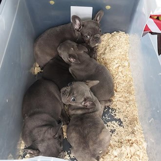 Vier der 13 sichergestellten Welpen. So fand sie die Bundespolizei im Kofferraum eines belgischen Autofahrers. Foto: Bundespolizei