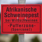 Afrikanische Schweinepest in Sachsen getilgt. (Symbolbild) / Foto: Robert Michael/dpa