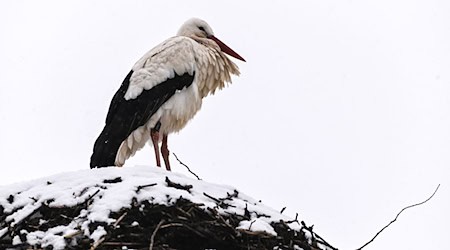 Trotz Wetterkapriolen sind die ersten Störche zurück.  / Foto: Heiko Rebsch/dpa