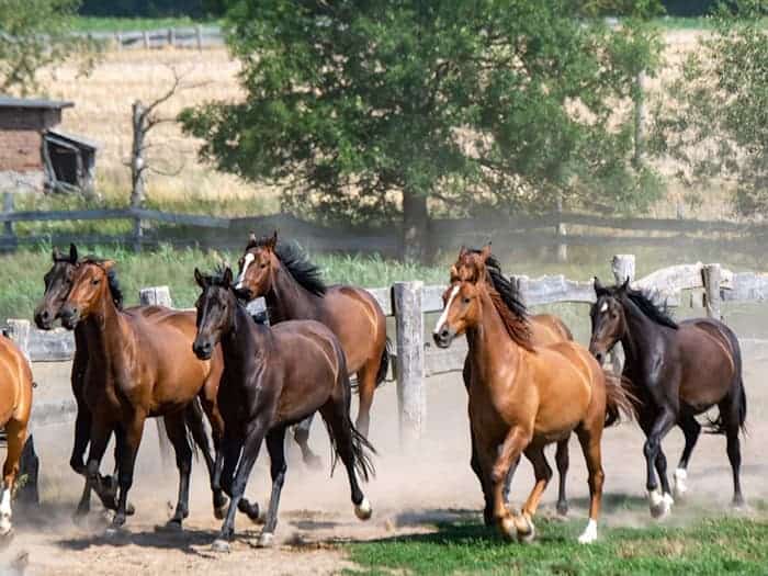 Die Tiere galoppierten auch durch das Stadtgebiet von Bautzen. (Symbolbild) / Foto: Stefan Sauer/dpa/ZB