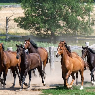Die Tiere galoppierten auch durch das Stadtgebiet von Bautzen. (Symbolbild) / Foto: Stefan Sauer/dpa/ZB